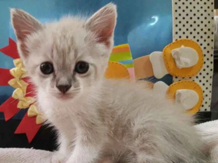 Gato ra a não definido idade Abaixo de 2 meses nome Willy