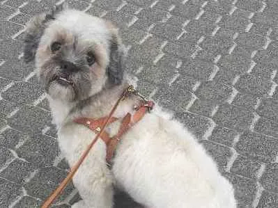 Cachorro ra a Lhasa Apso idade 2 anos nome Teo