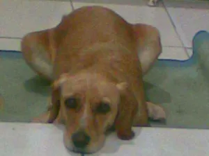 Cachorro raça Vira lata idade 6 ou mais anos nome Thalia GRATIFICA