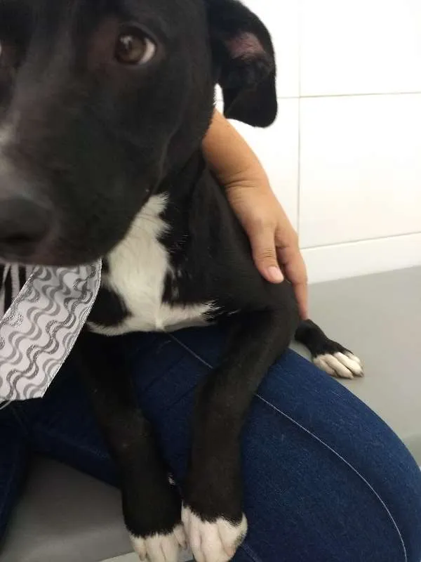 Cachorro ra a Indefinida idade 7 a 11 meses nome Branquinho e pretinh