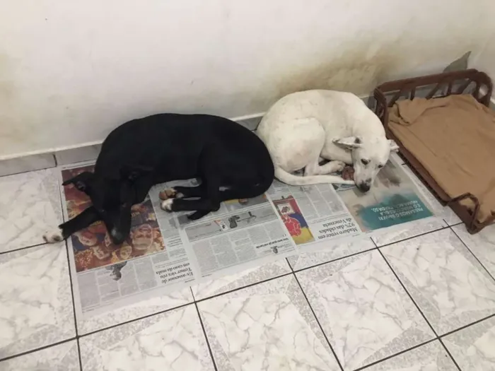 Cachorro ra a Indefinida idade 7 a 11 meses nome Branquinho e pretinh