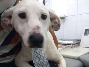 Cachorro raça Indefinida idade 7 a 11 meses nome Branquinho e pretinh