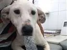 Cachorro raça Indefinida idade 7 a 11 meses nome Branquinho e pretinh