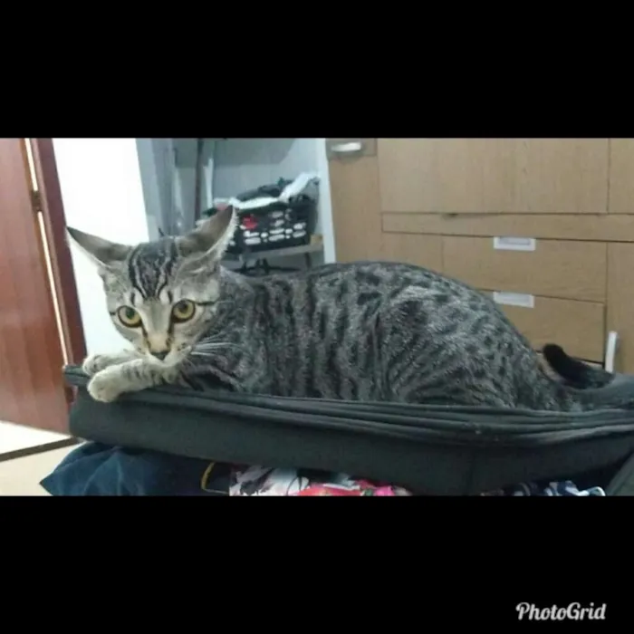 Gato ra a Sem raça definida idade 2 a 6 meses nome Lola