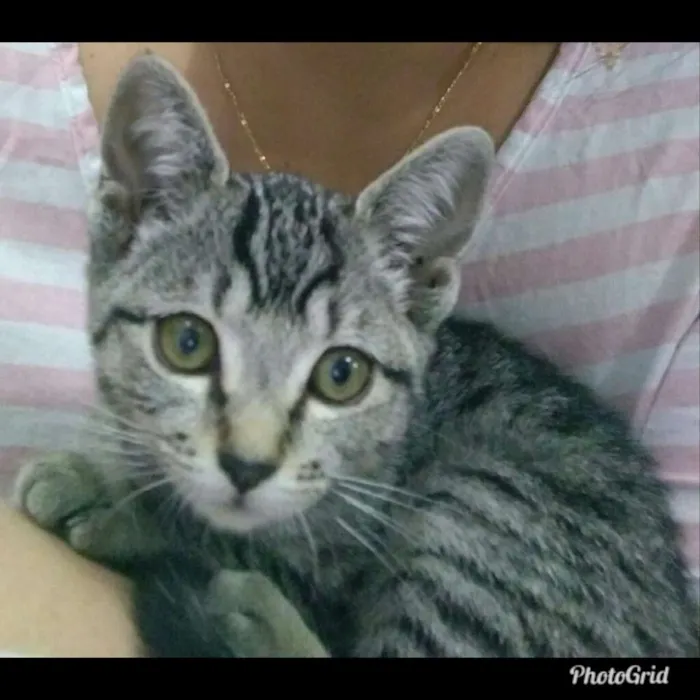 Gato ra a Sem raça definida idade 2 a 6 meses nome Lola