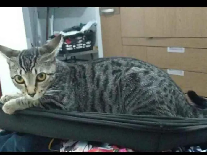 Gato ra a Sem raça definida idade 2 a 6 meses nome Lola