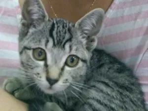 Gato raça Sem raça definida idade 2 a 6 meses nome Lola