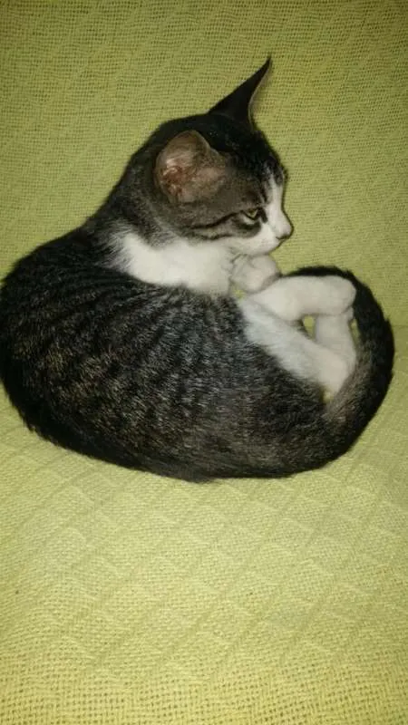 Gato ra a sem raça definida idade Abaixo de 2 meses nome Dudu