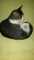 Dudu