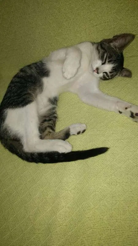 Gato ra a sem raça definida idade Abaixo de 2 meses nome Dudu