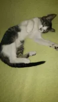 Dudu