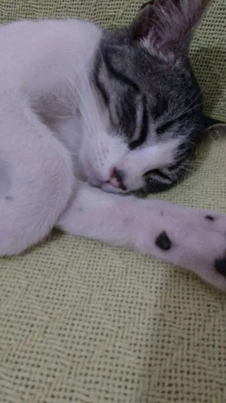 Gato ra a sem raça definida idade Abaixo de 2 meses nome Dudu