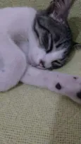 Dudu