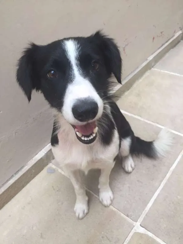 Cachorro ra a SRD idade 1 ano nome Naram