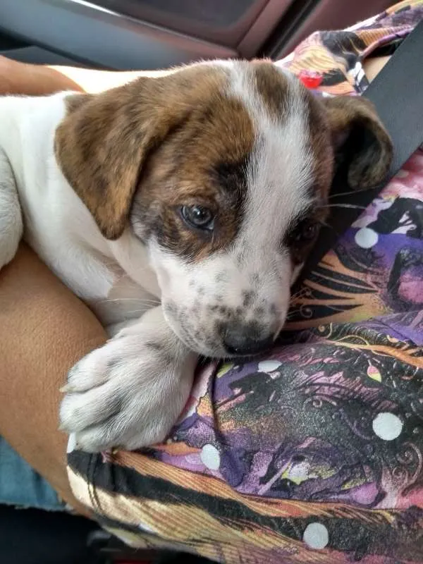 Cachorro ra a srd idade 2 a 6 meses nome Lolla