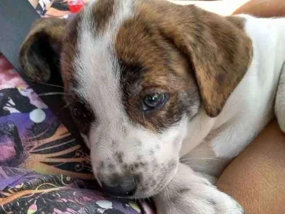 Cachorro ra a srd idade 2 a 6 meses nome Lolla