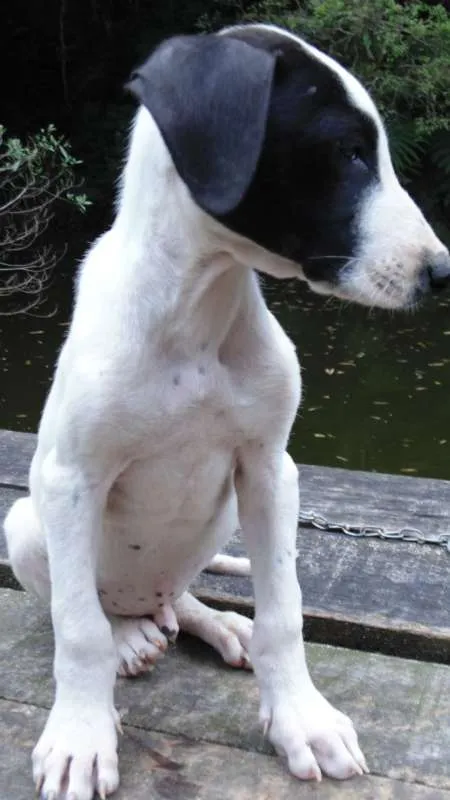 Cachorro ra a mix idade  nome PAÇOCA