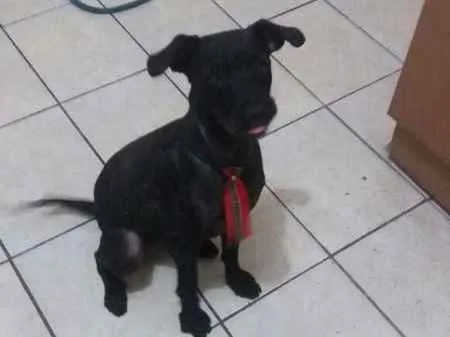 Cachorro ra a mix idade  nome PAÇOCA