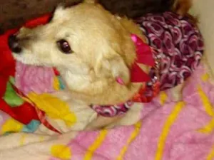 Cachorro raça sem raça definida idade 2 anos nome Linda