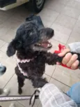 Tiquinha
