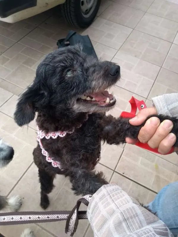 Cachorro ra a mix idade 1 ano nome Tiquinha