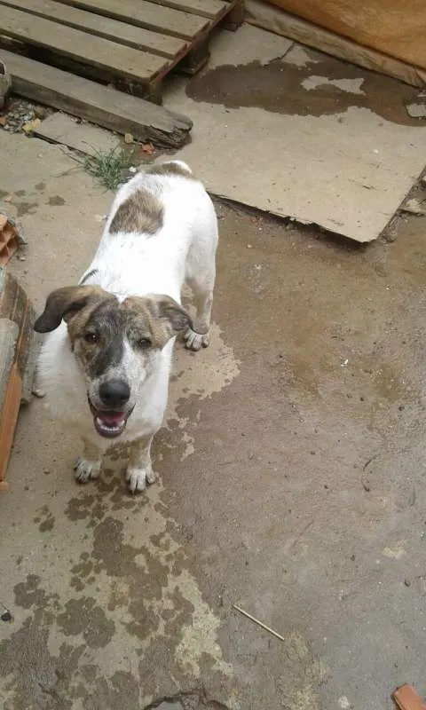 Cachorro ra a srd idade  nome JUCA