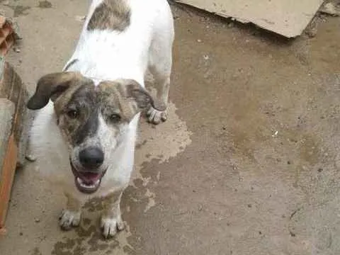 Cachorro ra a srd idade  nome JUCA