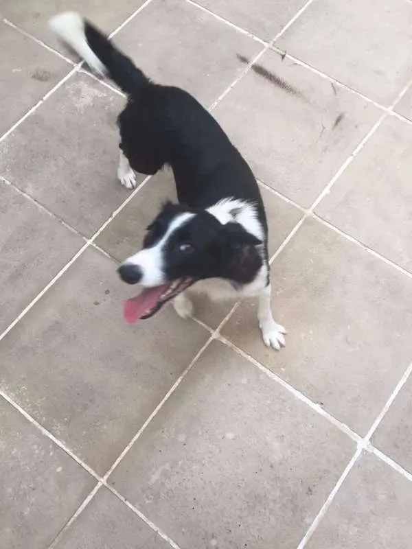 Cachorro ra a SRD idade 1 ano nome Naram