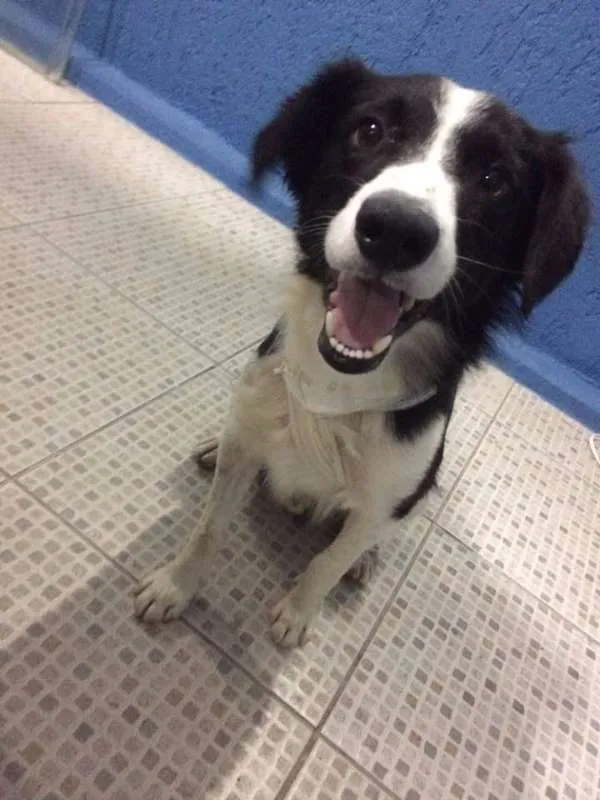 Cachorro ra a SRD idade 1 ano nome Naram