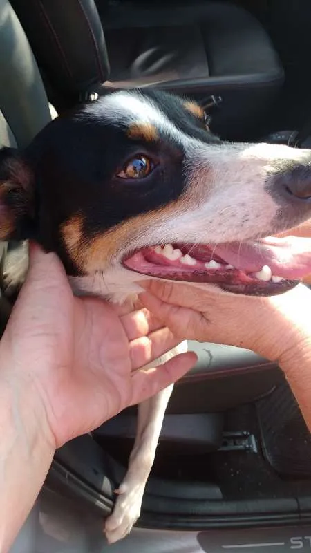 Cachorro ra a mix idade 1 ano nome Duke 