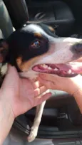Duke