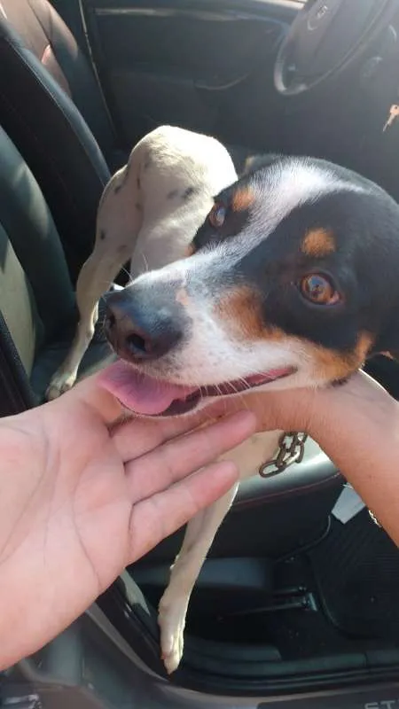 Cachorro ra a mix idade 1 ano nome Duke 