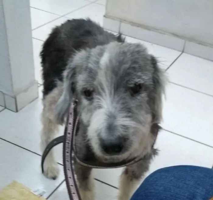 Cachorro ra a mix idade 2 anos nome Bylly