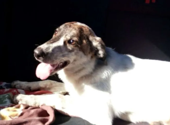Cachorro ra a srd idade  nome JUCA