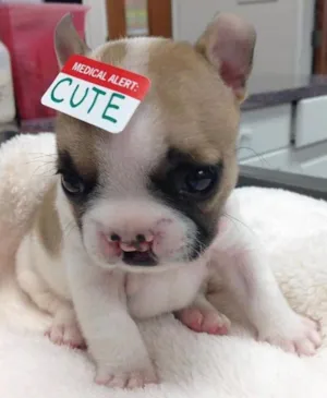 Cachorro raça Bulldogs francês  idade Abaixo de 2 meses nome Lully