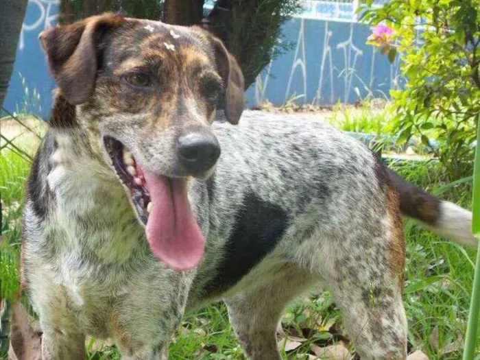 Cachorro ra a Srd. idade 3 anos nome Esmeralda 