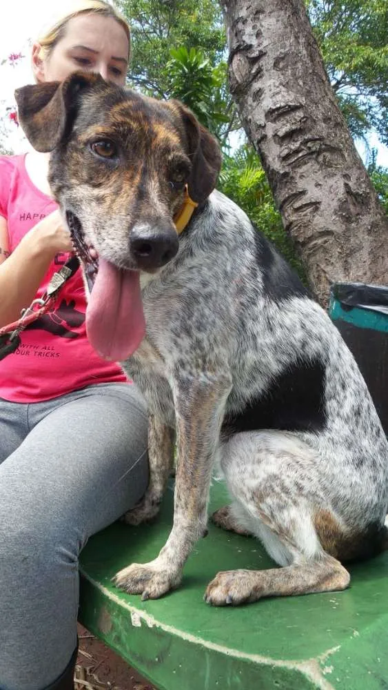 Cachorro ra a Srd. idade 3 anos nome Esmeralda 