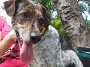 Cachorro raça Srd. idade 3 anos nome Esmeralda 