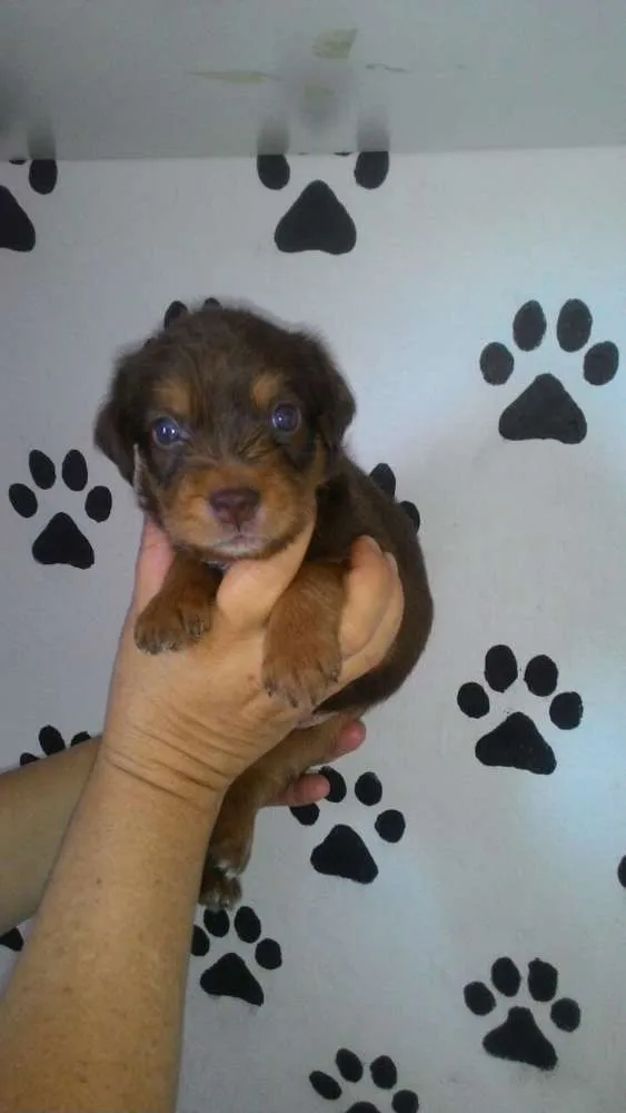 Cachorro ra a Srd idade Abaixo de 2 meses nome Apollo