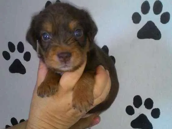 Cachorro ra a Srd idade Abaixo de 2 meses nome Apollo