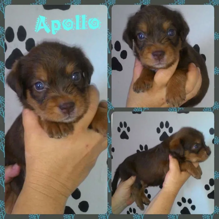 Cachorro ra a Srd idade Abaixo de 2 meses nome Apollo