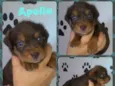 Apollo