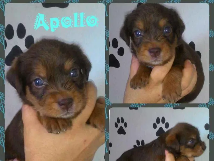 Cachorro ra a Srd idade Abaixo de 2 meses nome Apollo
