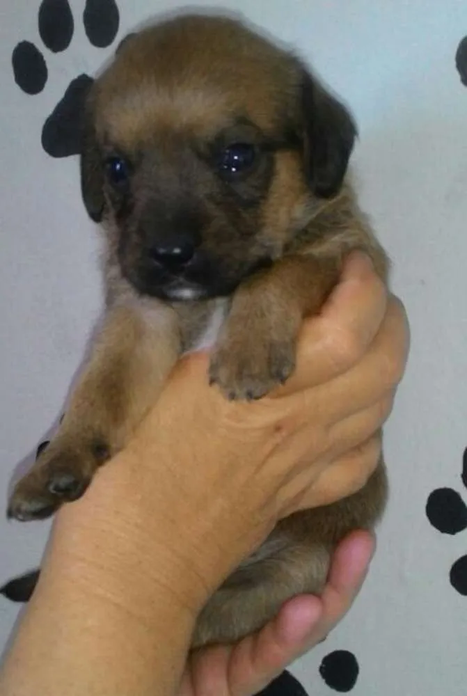 Cachorro ra a Srd idade Abaixo de 2 meses nome ATENA