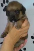ATENA