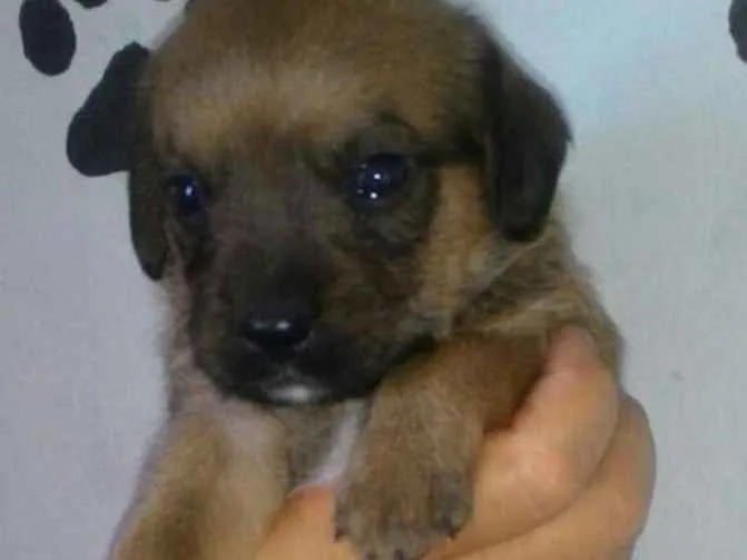Cachorro ra a Srd idade Abaixo de 2 meses nome ATENA