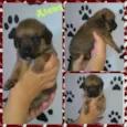 ATENA