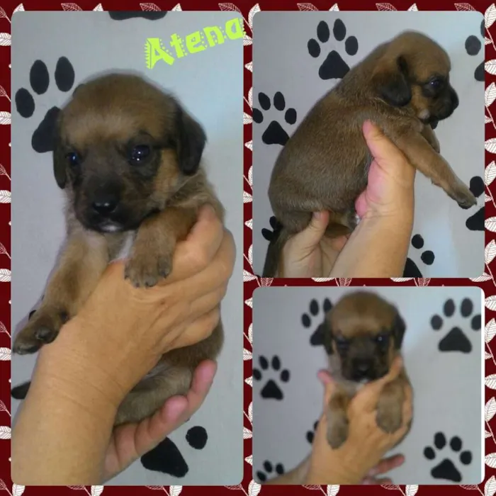 Cachorro ra a Srd idade Abaixo de 2 meses nome ATENA