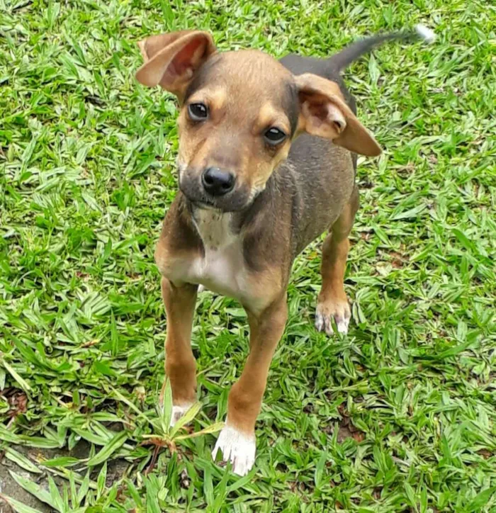 Cachorro ra a SRD idade 2 a 6 meses nome Didi