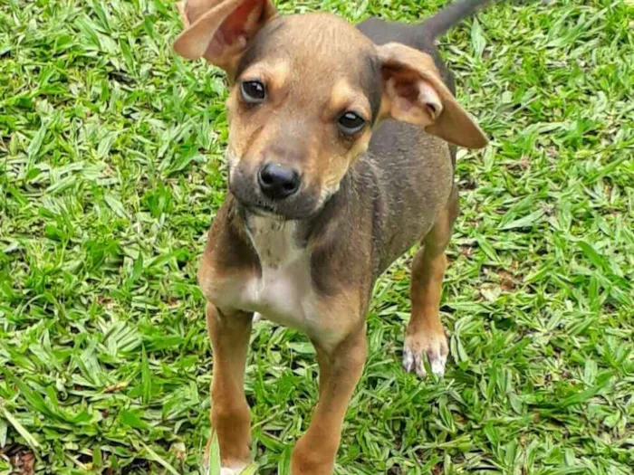 Cachorro ra a SRD idade 2 a 6 meses nome Didi